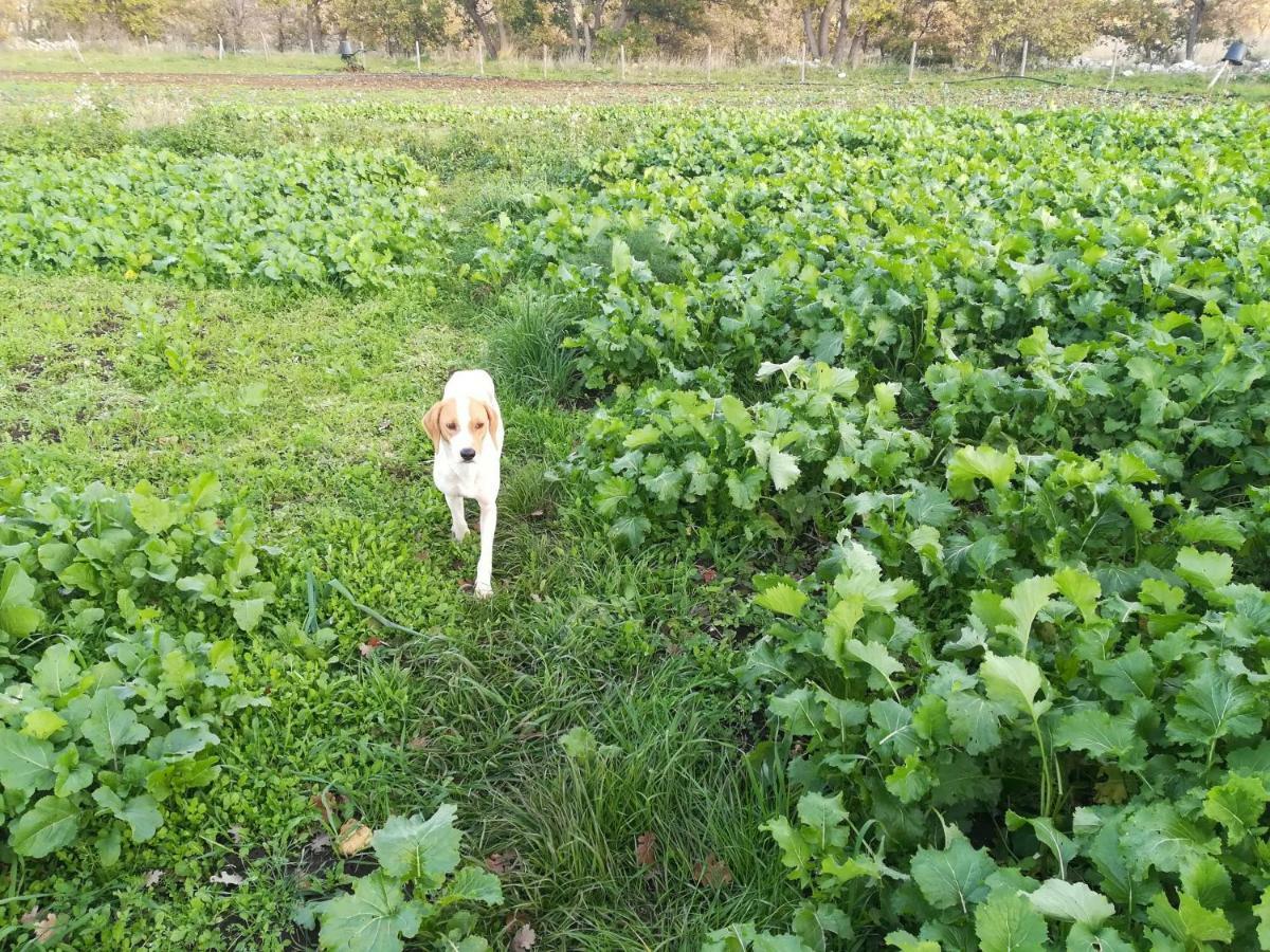 Tenuta Tedone Consolini Villa Ruvo di Puglia Eksteriør bilde